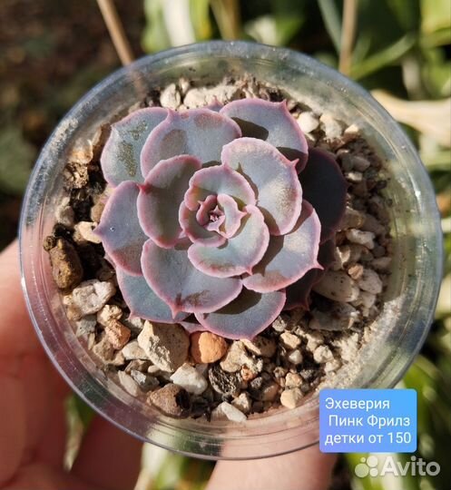 Суккуленты 7