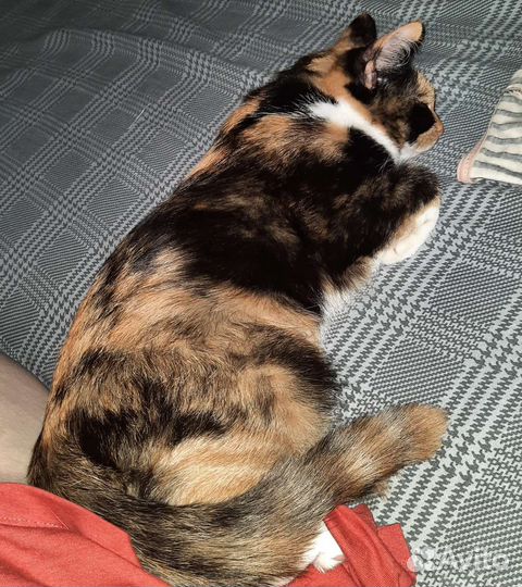 Отдам кошку и кота