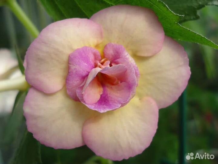 Ахименес tropical dusk