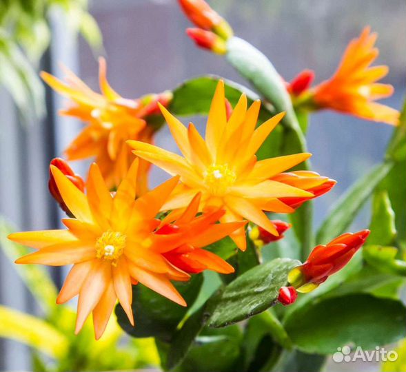 Набор рипсалидопсисов