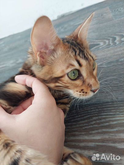 Полу бенгалы