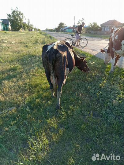 Продам коров