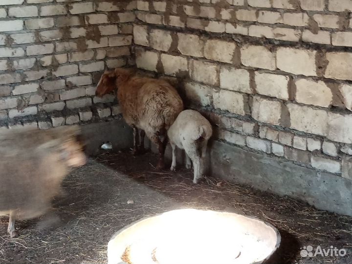 Продаются овцы, бараны