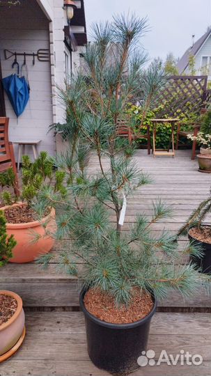 Хвойные из питомников Голландии/Польши