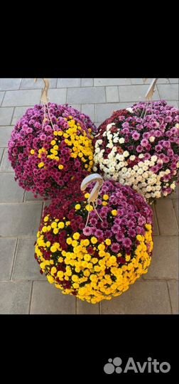 Хризантемы мультифлора