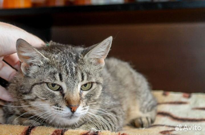 Кошки в добрые руки