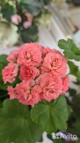 Пеларгония герань Antique Rose