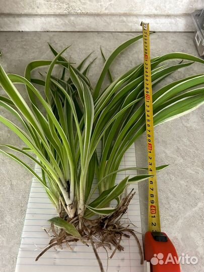 Цветок хлорофитум