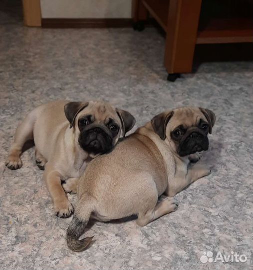 Щенки мопса девочки