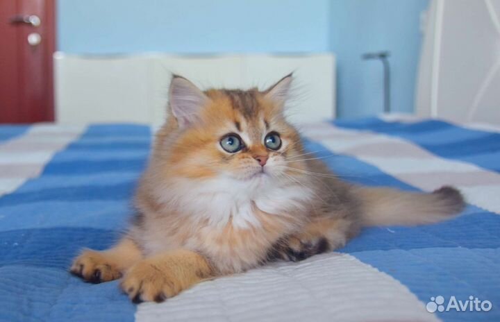 Шотландский котёнок