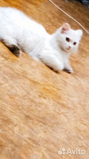 Отдам котят в добрые заявки до завтра
