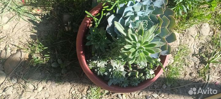 Суккуленты