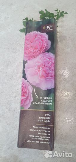 Парковая роза