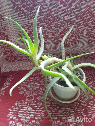 Продам цветы домашние