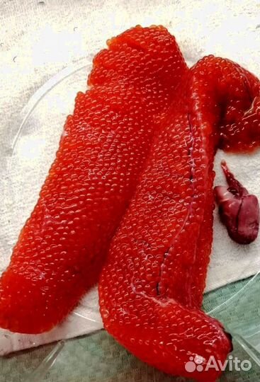 Форель свежая из Карелии (Опт От 20 кг)