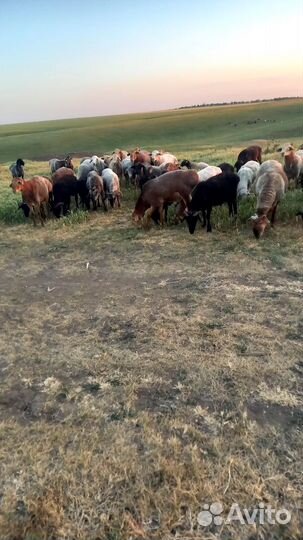 Овцы бараны ягнята