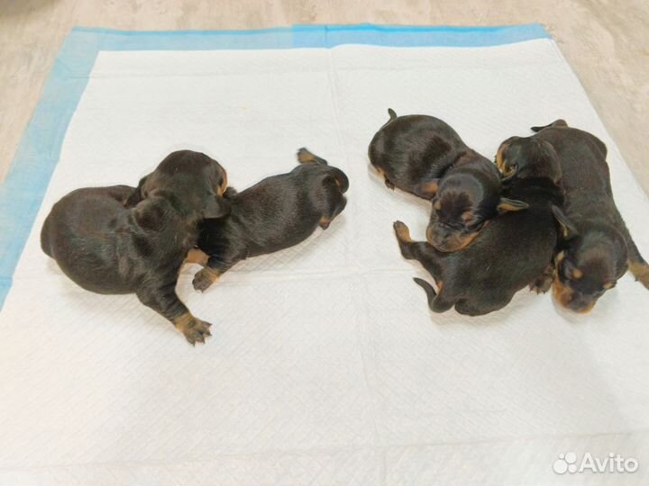 Щенки миниатюрной таксы