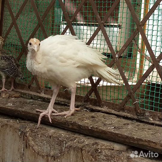 Индюшата