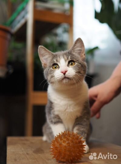 Ванилька в поисках лучшей мамы