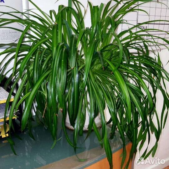 Хлорофитум (2 сорта)