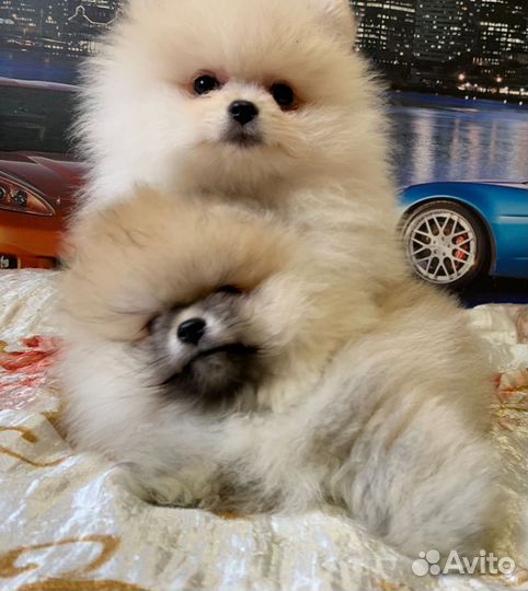 Померанский шпиц мини