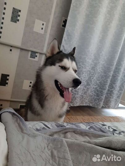 Хаски, для вязки