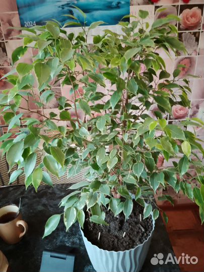 Фикус бенджамина