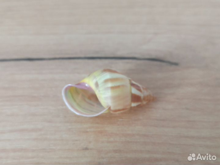 Морская раковина