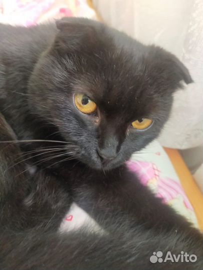 Кошка