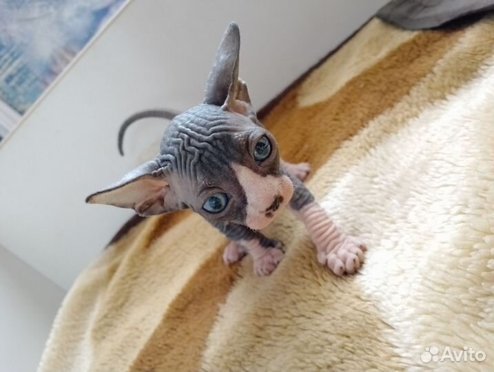 Кошки