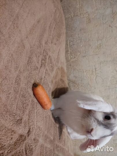 Декоративные кролики вислоухие