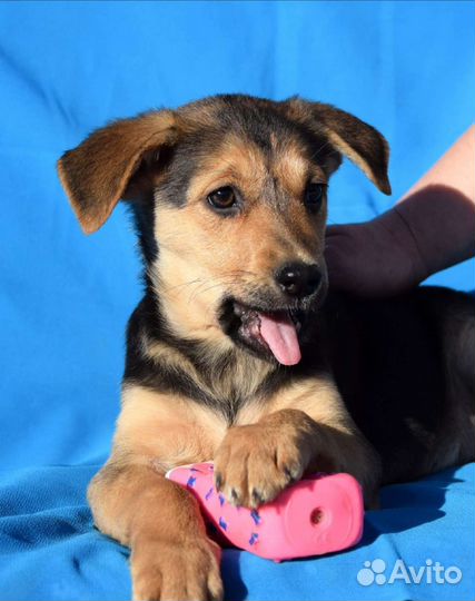 Щенок девочка