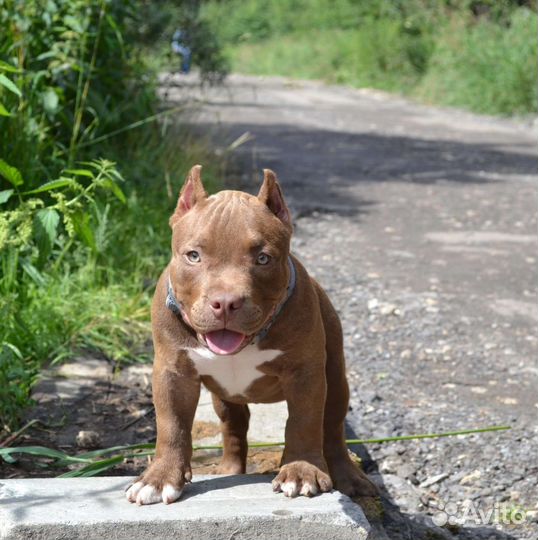 Американский булли