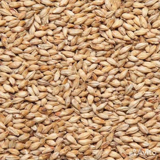Продаю ячмень