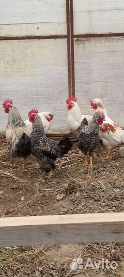 Петухи