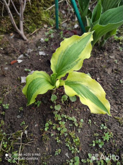 Примула, Хоста