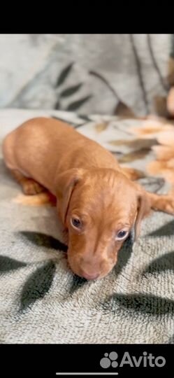 Щенки кроличьей таксы