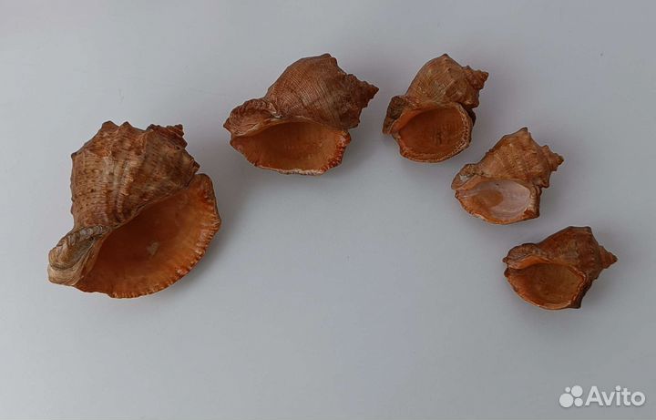 Набор ракушек Ракушница