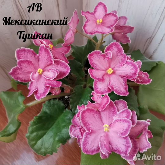 Детки сортовых фиалок