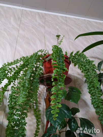 Папоротник нефролепис