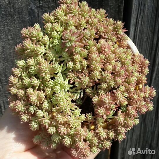 Седум. Многолетнее растение