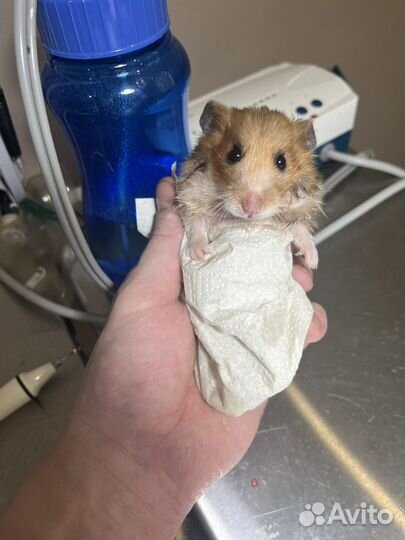 Ратолог(грызуны)онлайн консультация