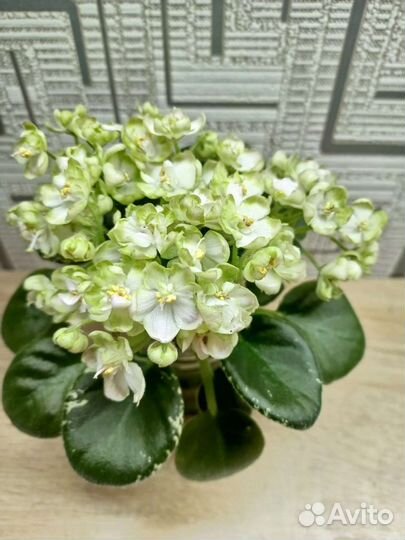 Сортовые фиалки, мини и полумини