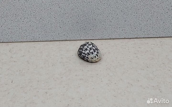 Нерита 2,8 морская ракушка раковина