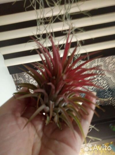 Эксклюзив Тилладсия атмосферная(без почвы)