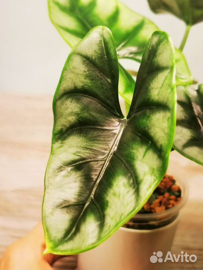 Алоказия реверса