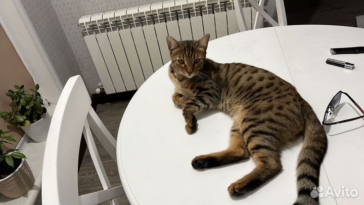 Кот бенгальский мальчик кострирровань
