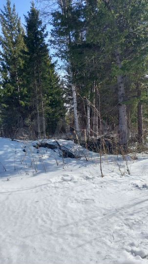 Участок 10 сот. (СНТ, ДНП)