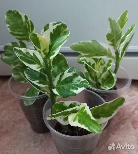 Педилантус