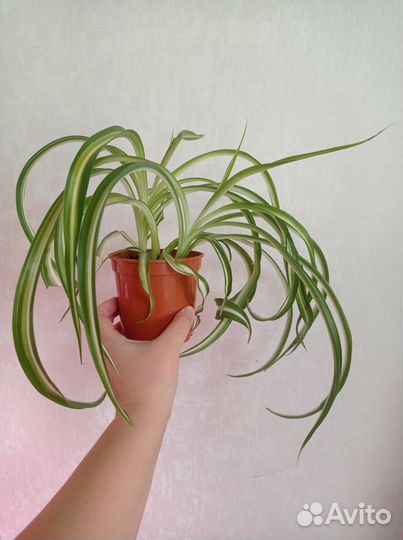 Хлорофитум кудрявый